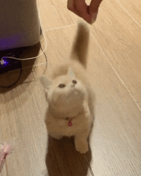 有一只擅长抱大腿,装傻卖萌的喵星人,让人如何拒绝?