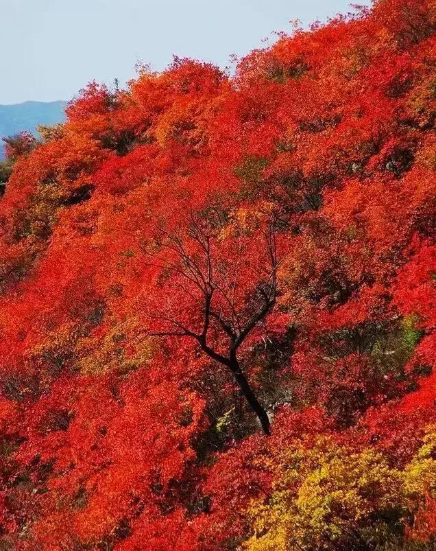 山西天气提前进入秋季,秋景出行攻略,最美的15个地方