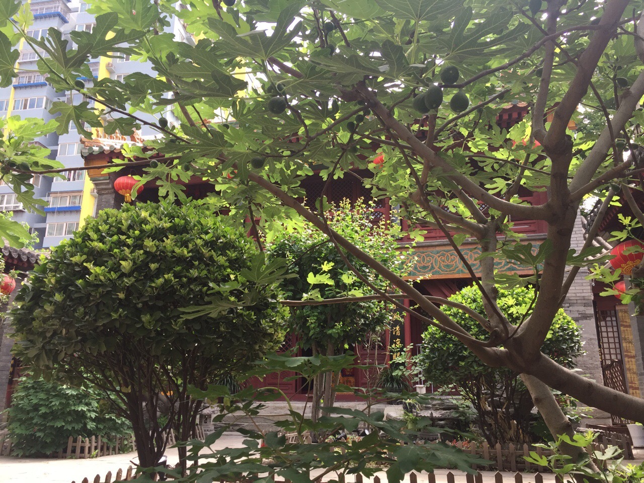 胜地花开香雪海,妙林经说大罗天。