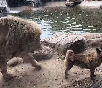 狗生巅峰,狮子:陪陪我,做我兄弟好不好?狗:大哥你是认真的吗