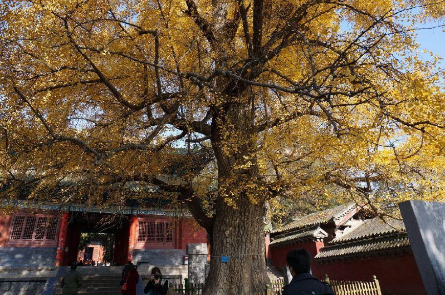 中国最成功寺庙：“分寺”遍布全球，美国加州为其设法定节日
