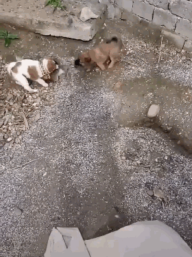 两条小狗在院子里发出怪声,主人赶紧跑过去一看:这老鼠真可怜