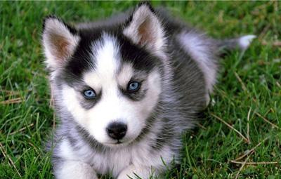 一只哈士奇宝宝,大概要多少钱?