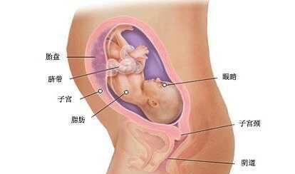七月胎儿长什么样子?七月胎儿图及发育指标总