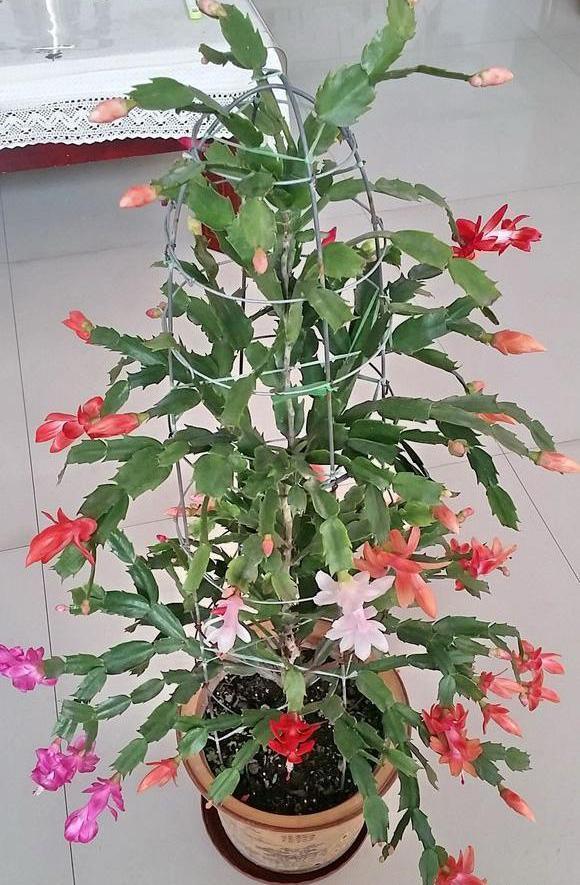 仙人掌嫁接蟹爪兰总是死,随手一弄就能活!