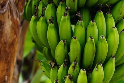 香蕉是芭蕉吗?市场价多少钱一斤?什么时候吃
