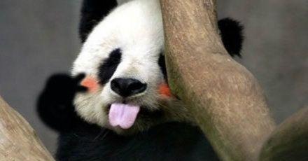 大熊猫也伤人?搞清楚人家可不是单纯吃素的