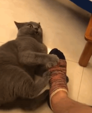 铲屎官把自己的脚给猫咬,猫咪咬了一口就不对劲了,好臭啊!