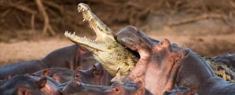 动物大战的十个精彩瞬间! 二哈最蠢 , “平头哥”霸气