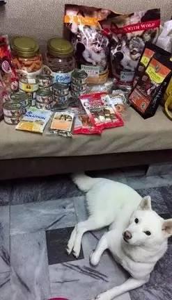 中元节前狗狗偷吃祭品被主人抓到,生气又心虚的表情简直萌翻了!