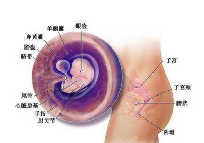 孕囊看男女! 据说很准哦!