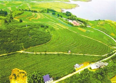 永定区虎岗镇:提高绿色农产品影响 促进乡村旅