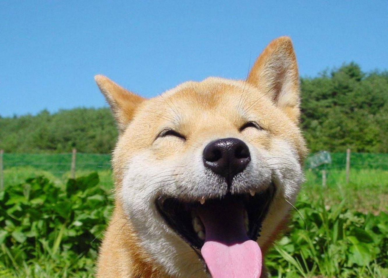 为什么都在喷爱狗人士, 而没有喷爱猫人士?