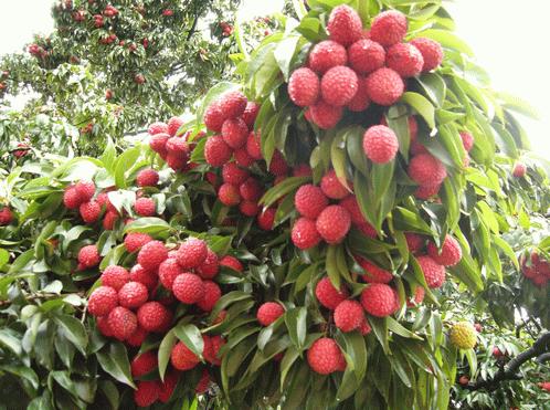 六月这种水果正当季,多吃易上火,和它一起吃可