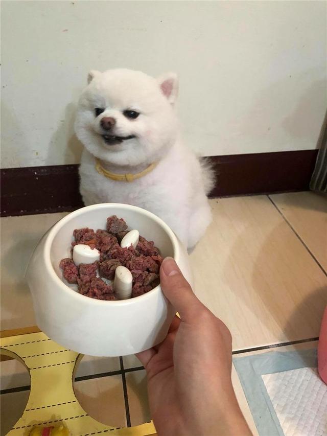 胖博美卡在沙发下出不来,奶奶养的狗新增一员