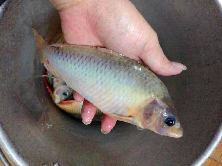 这鱼全身很软,摸起来跟没长鳞片一样,是鲤鱼的自然变异品种