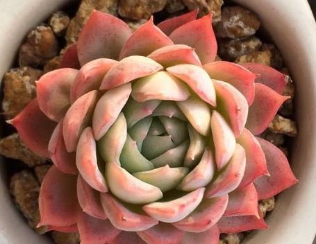 多肉秋天这么养,才能使你的多肉越来越肥,越来