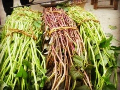 韩国美食家白宗元吃红薯藤引热议,农村的红薯