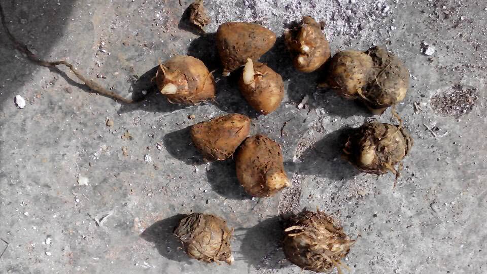 根据了解,麻芋是一种有名的药材,它的学名叫做半夏,药用价值极高.