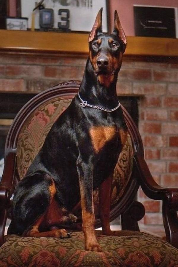高贵人士的选择,苗条帅气的护卫犬杜宾犬!