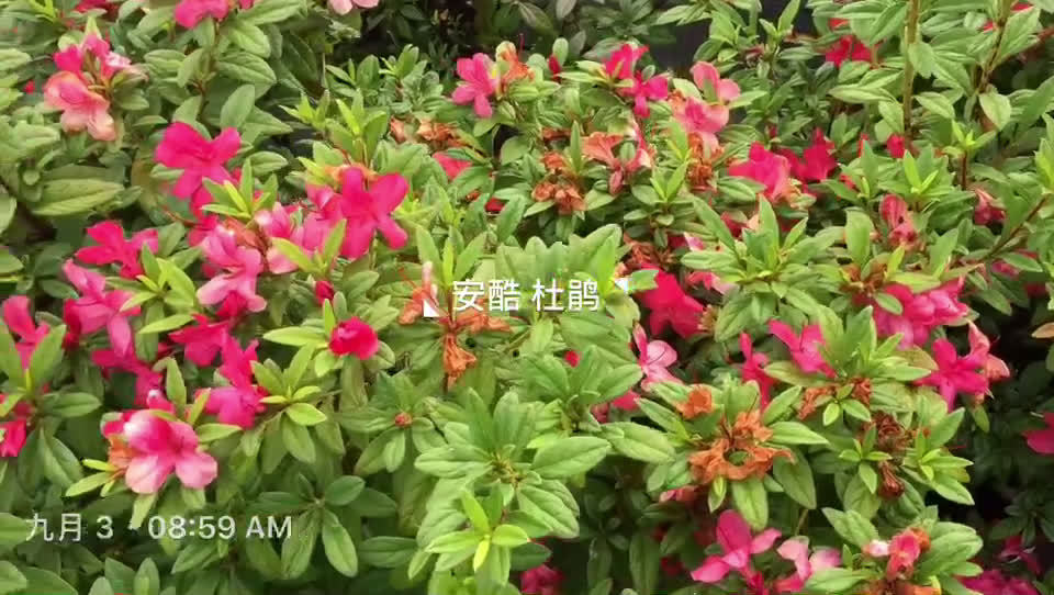 我们的安酷杜鹃,今天早上刚刚拍的哦.