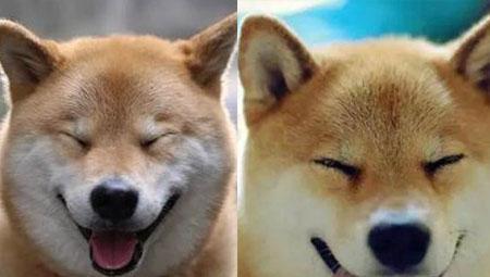 网络红人日本柴犬去世 北登幸福微笑惹哭粉丝