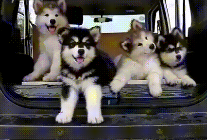 搞笑5张动态图,动物卖萌