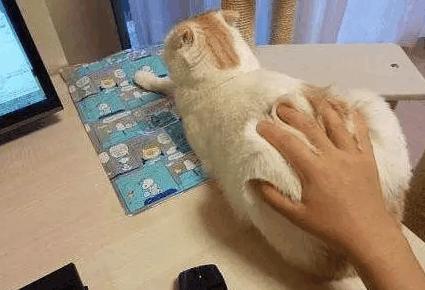 一摸猫屁股,它就撅高,猫咪很喜欢被拍屁屁吗?还是另有原因?