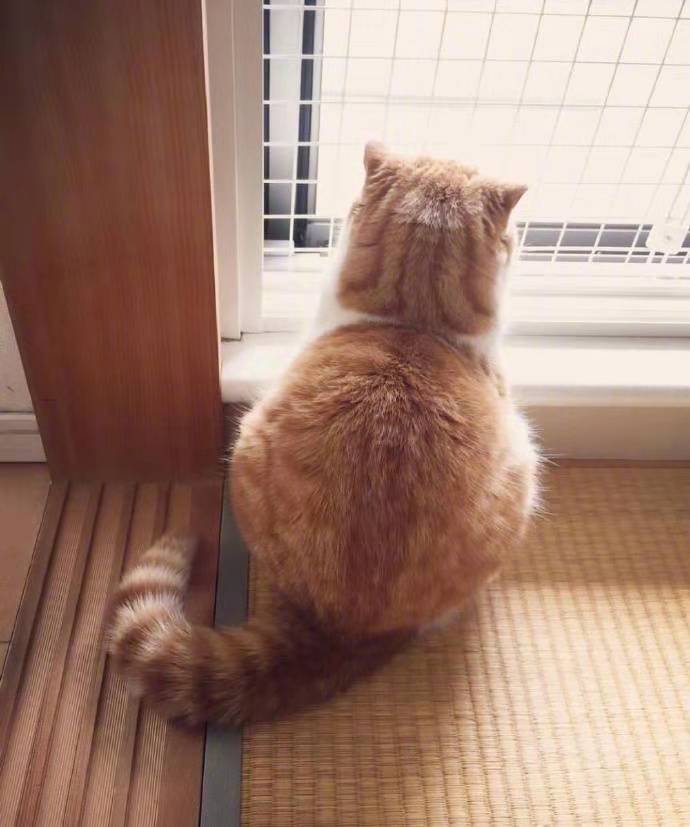 网友拍下自家橘猫的背影照,越看越可爱,这不就是一颗大花生?