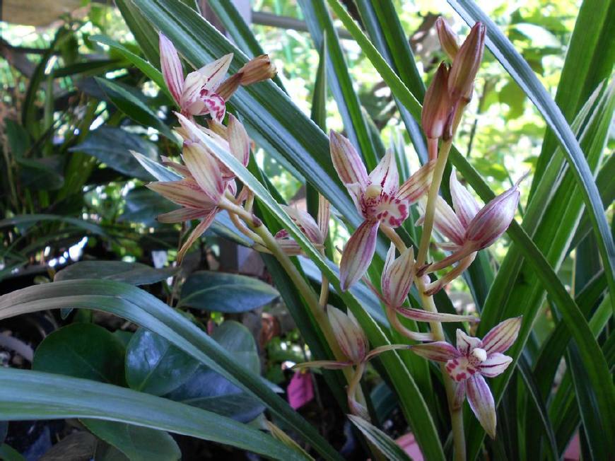 适合新手养的兰花,价格低廉,养护容易,多季开花