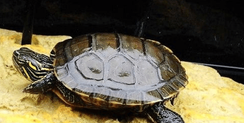 西部锦龟怎么养