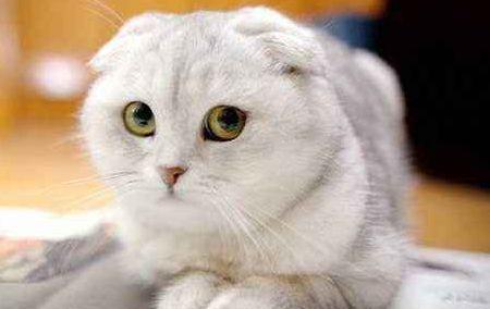 大猫咪寿命排行:国产狸花只排第三