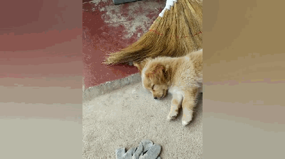 猫咪趴在狗崽身上吃奶,不让吃就暴揍,狗崽:我还是个宝宝啊