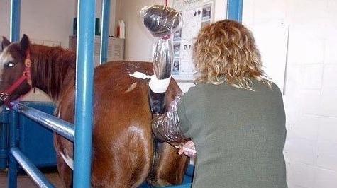 国外女子为马做人工授精, 但过程中要时刻注意