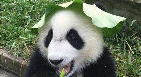大熊猫也伤人?搞清楚人家可不是单纯吃素的