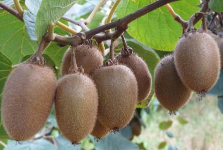 西瓜、火龙果、草莓这些常见水果怎么挑?资深