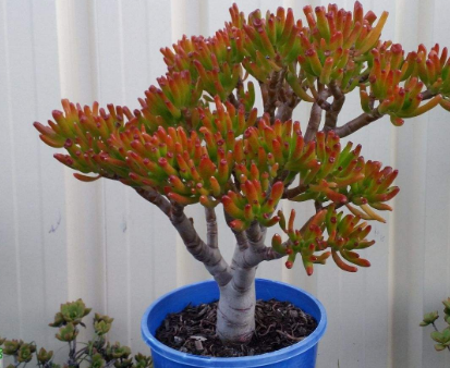 吸财树注意这3点,1年爆盆养成老桩树!