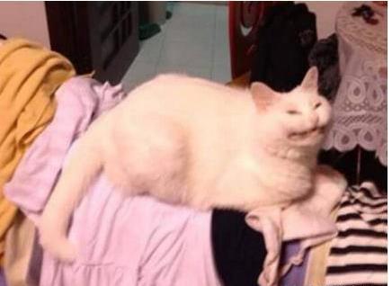 老师布置个任务回家花猫,收上来的作业让人哭笑不得