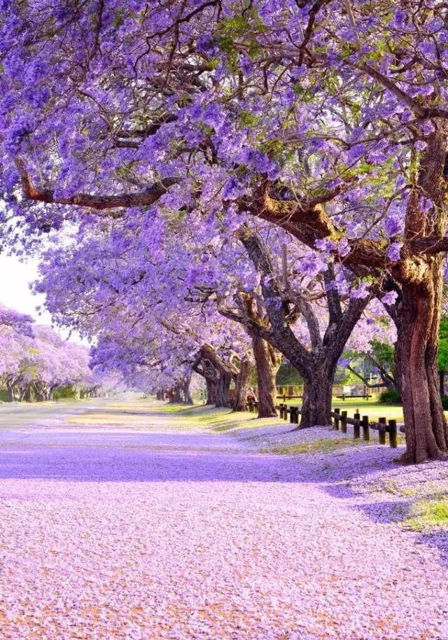 新西兰的樱花是新西兰春天的标志 樱花在南半球多了几分坚韧