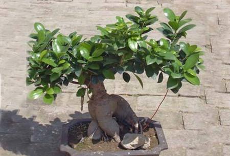 解答:榕树盆景叶子发黄脱落是什么原因?