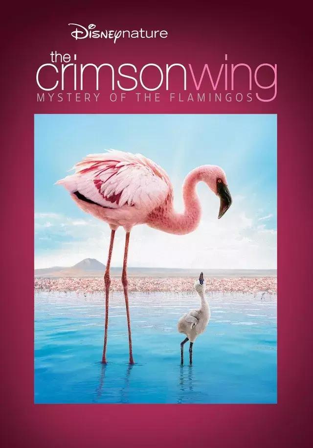 8部适合幼儿园小朋友看的世界经典动物主题纪录片