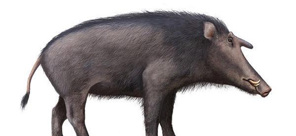 重达800公斤的远古巨猪, 库班猪