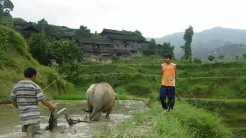 深藏着秘密的黔东南少数民族饭桌上的图腾