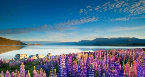 新西兰的鲁冰花详情介绍