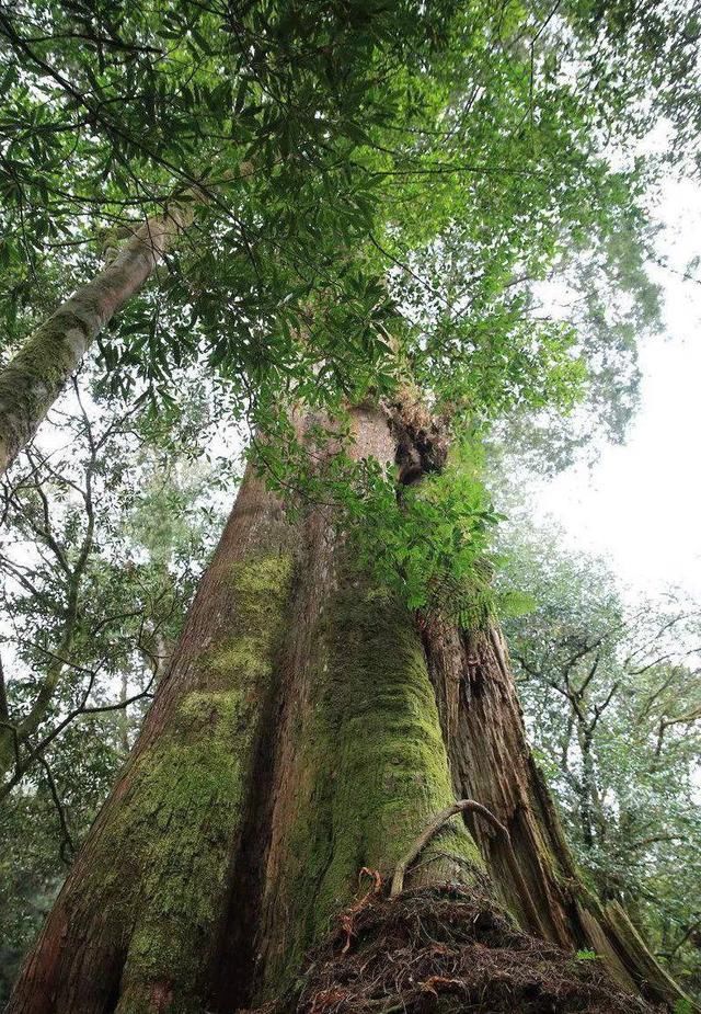 我国年龄最大的9棵树,其中一颗在山东莒县