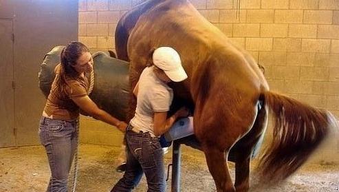国外女子为马做人工授精, 但过程中要时刻注意