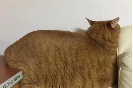 老师布置个任务回家花猫,收上来的作业让人哭笑不得