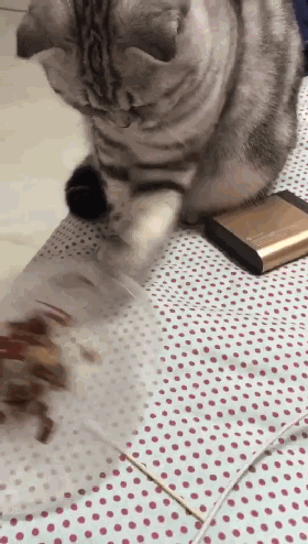 这只喵咪太欠了,干完坏事撒腿就跑!