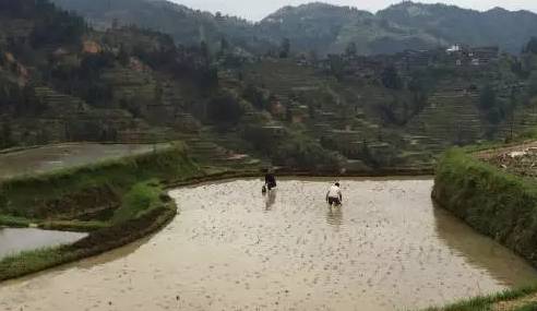 深藏着秘密的黔东南少数民族饭桌上的图腾