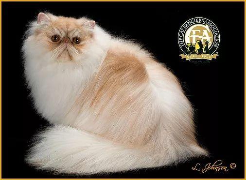 还以为金吉拉是一种品种猫?没想到连百度百科都错了!